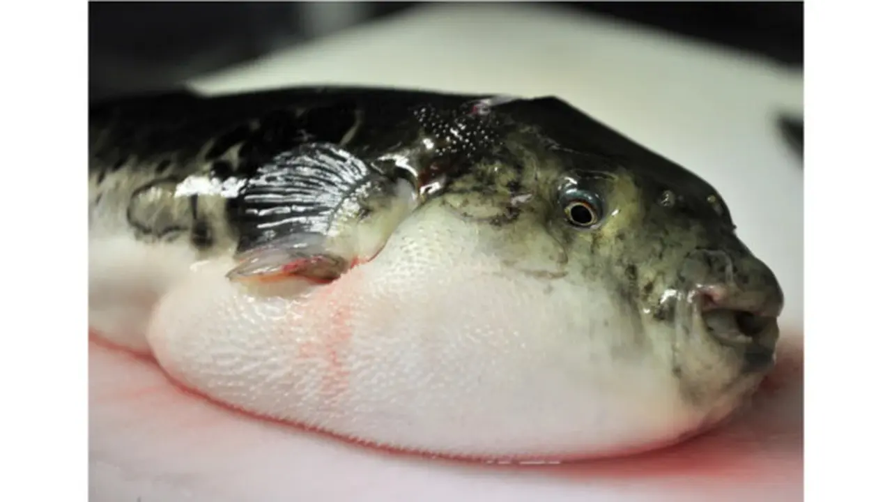 Ilustrasi seekor ikan buntal di talenan di sebuah restoran Jepang di Tokyo. (AFP/Yoshikazu Tsuno)