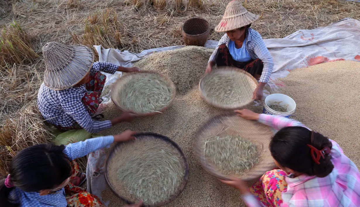 Sejumlah petani bekerja mengayak padi di sawah di Naypyitaw, Myanmar, (9/11). Di bawah pentadbiran British, Myanmar adalah negara pengeksport terbesar di dunia beras.  (AP Photo / Aung Shine Oo)
