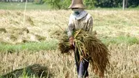 Petani mengangkut padi di Desa Teja, Pamekasan, Madura. Menjelang berakhirnya musim hujan, petani memanen padi, kemudian lahan itu dipersiapkan untuk menanam tembakau.(Antara)