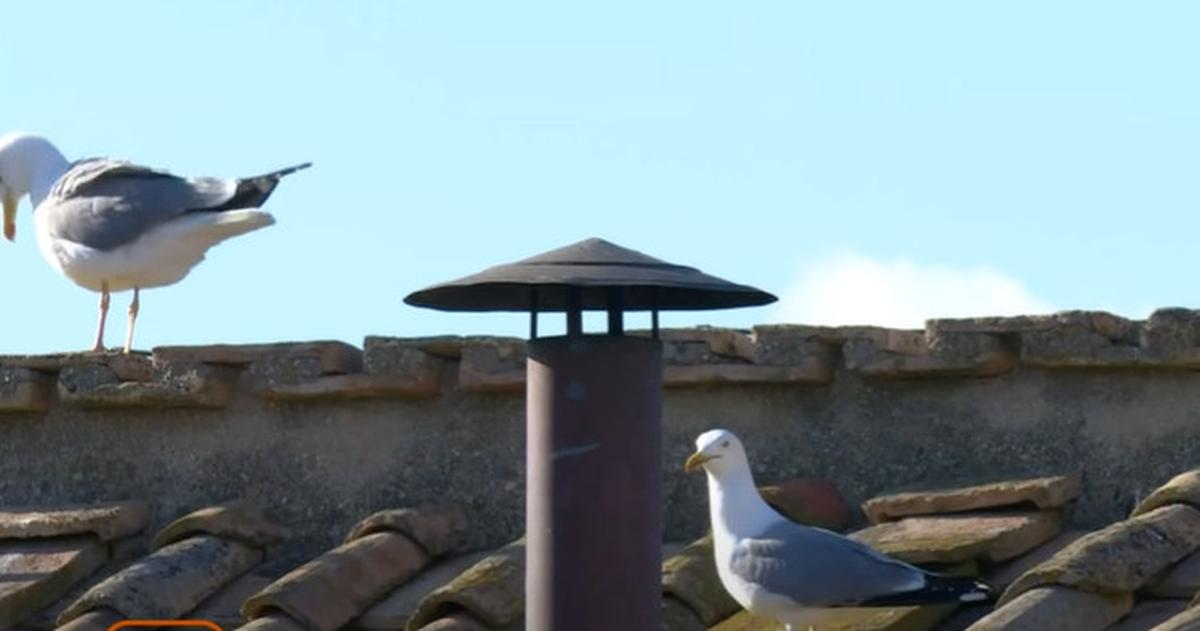 Burung Larus
