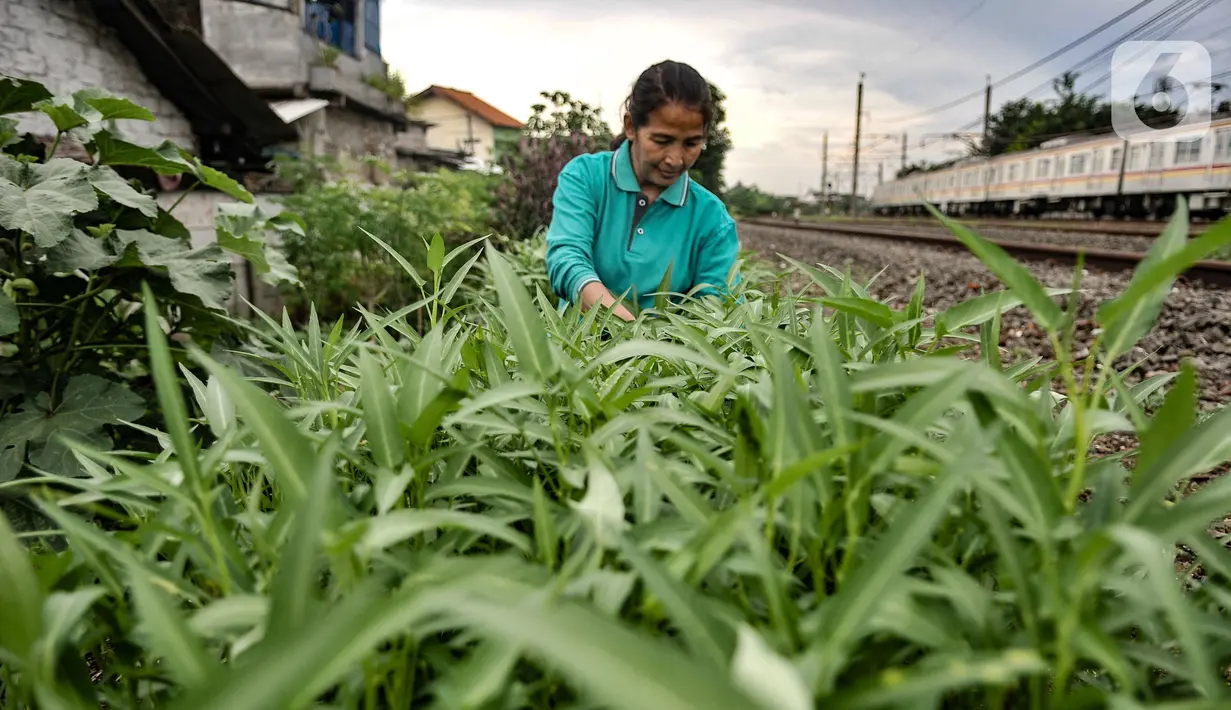 Wiwin (51) melakukan perawatan tanaman sayur di Kebun Kesehatan, Cipinang Lontar, Jakarta, Senin (8/3/2021). Sejak awal pandemi Covid-19, Wiwin dibantu beberapa warga dan petugas PPSU Kelurahan Cipinang menyulap lahan kumuh di bantaran rel kereta menjadi kebun sayuran. (merdeka.com/Iqbal S Nugroho)