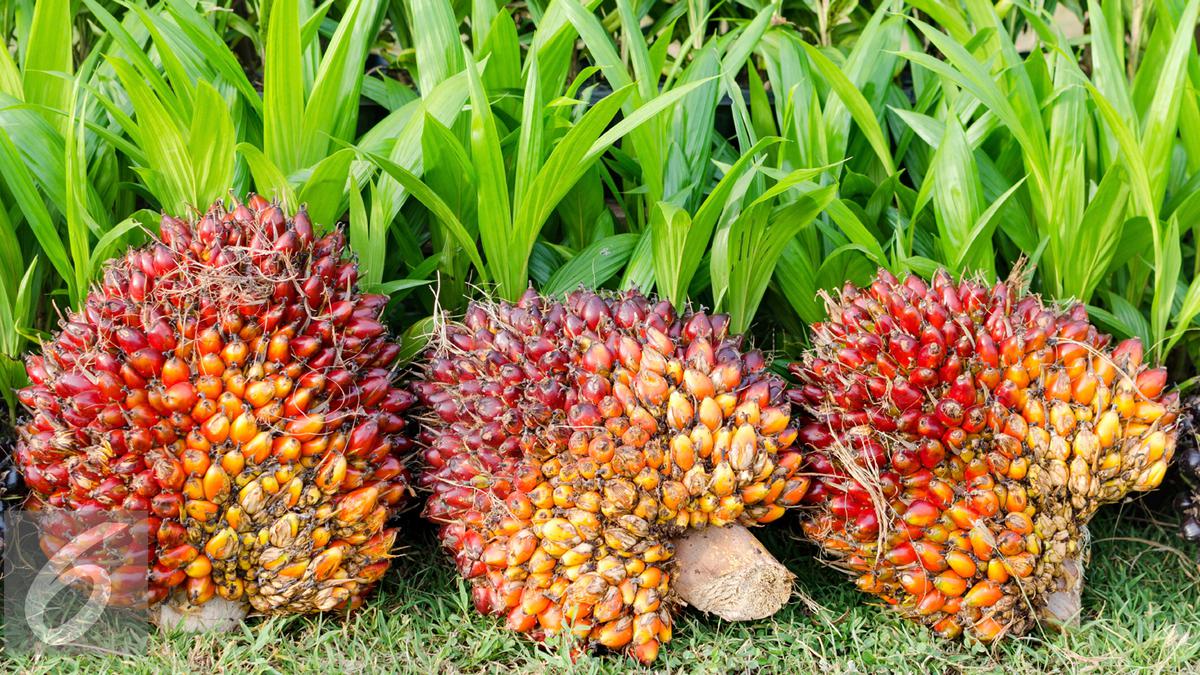 Cara AS dan Eropa Hadang Produk Sawit RI