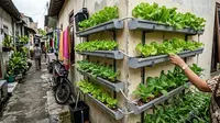 7 Inspirasi Kebun Mini Hidroponik untuk Rumah di Gang Sempit, Hijaukan Lahan Terbatas