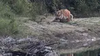 Harimau Benggala Kerajaan terlihat di Taman Nasional Bardiya, Nepal, Rabu (31/3/2021). Sebelumnya ditetapkan sebagai Suaka Margasatwa Royal Karnali pada tahun 1976, taman Nasional Baridiya juga merupakan salah satu taman nasional terbesar di sabuk Selatan Nepal. (AP Photo/Niranjan Shrestha)