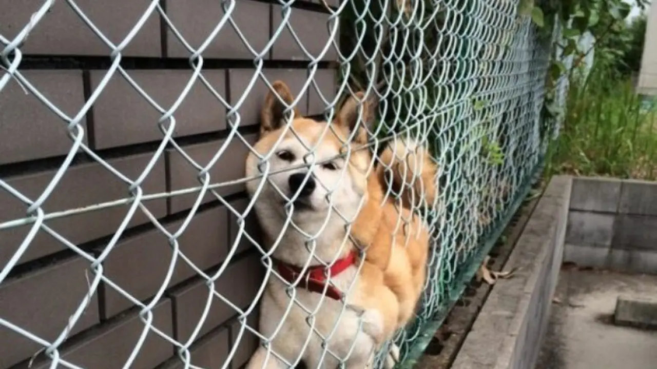 Para Anjing Shiba Inu yang Terjepit Ini Imutnya Kebangetan!
