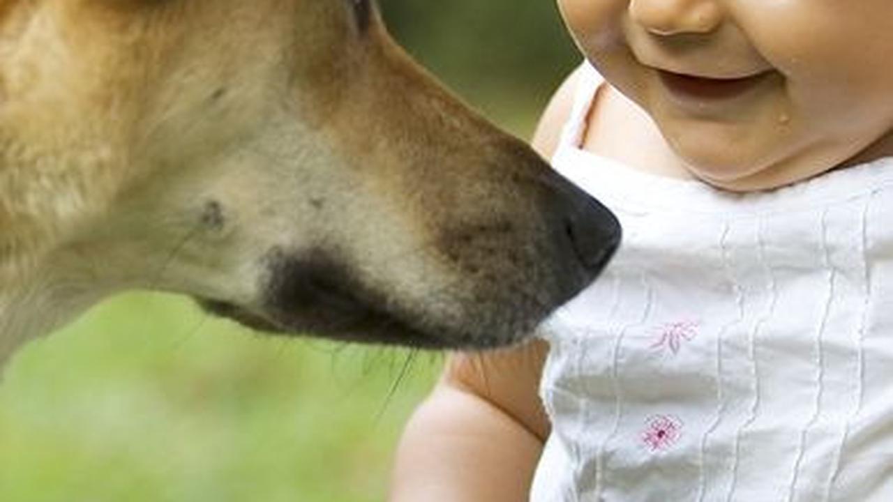 Ide Nama Anjing Jantan Menarik<br>