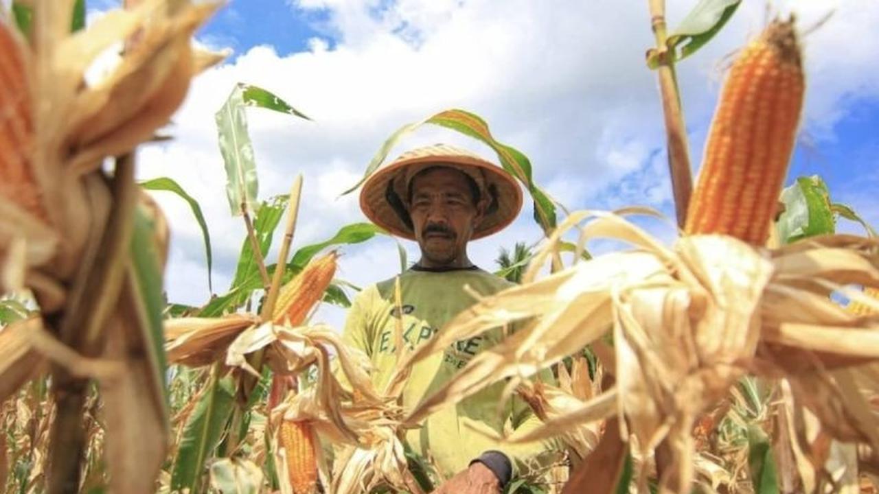Tahukah Anda? Kementan dan Satgas Pangan Kawal Ketat Distribusi Jagung untuk Peternak, Hindari Penimbunan!
