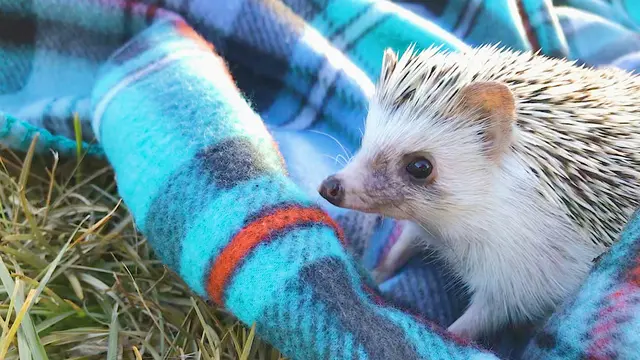 Hedgehog atau landak