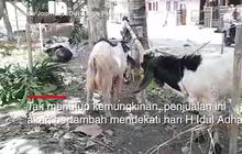 VIDEO: Pedagang Hewan Kurban Akui Ada Peningkatan Penjualan Tahun Ini