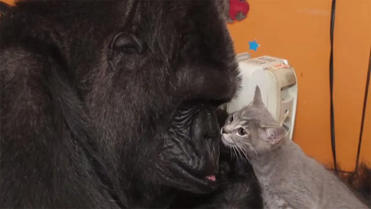 Tak Bisa Punya Anak, Gorila Ini Adopsi Kucing jadi Anaknya