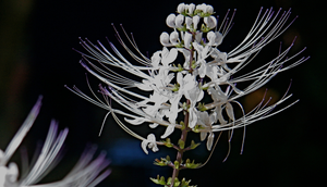 Tanaman Kumis Kucing. (Foto: Sido Muncul Natural)