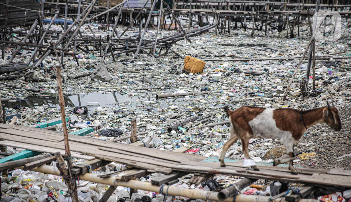 Seekor kambing berjalan di jembatan kayu di antara sampah di perkampungan nelayan Cilincing, Jakarta, Minggu (21/2/2022). Peringatan HPSN 2022, Pemprov DKI Jakarta mengajak warga Jakarta peduli sampah mulai dari lingkungan terdekat dengan cara memilah sampah dari rumah. (Liputan6.com/Faizal Fanani)
