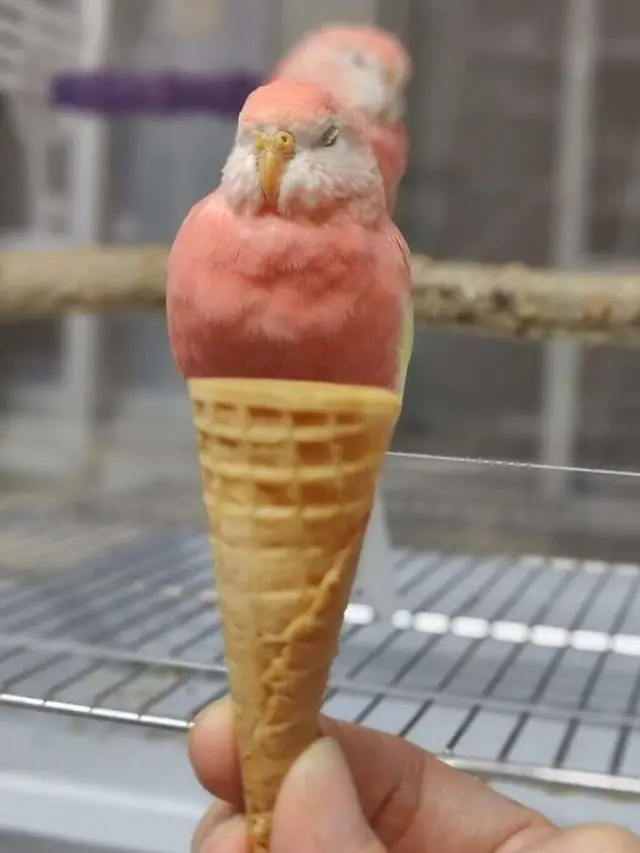 Hewan Mirip Makanan Enak