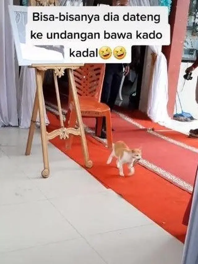 6 Tingkah Kucing di Nikahan Ini Bikin Geleng Kepala, Kocak