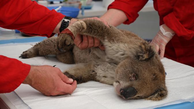 Koala yang terluka bakar mendapat perawatan di Kangaroo Island Wildlife Park, Pulau Kanguru, Australia, 14 Januari 2020. Bulu koala yang tebal dan kecenderungan mereka untuk memanjat pohon lebih tinggi ketika terancam menghambat mereka untuk bergerak cepat ketika kebakaran terjadi. (PETER PARKS/AFP)