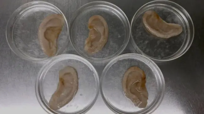 Telinga buatan lab, dicetak pada buah apel. (Sumber CTV News)