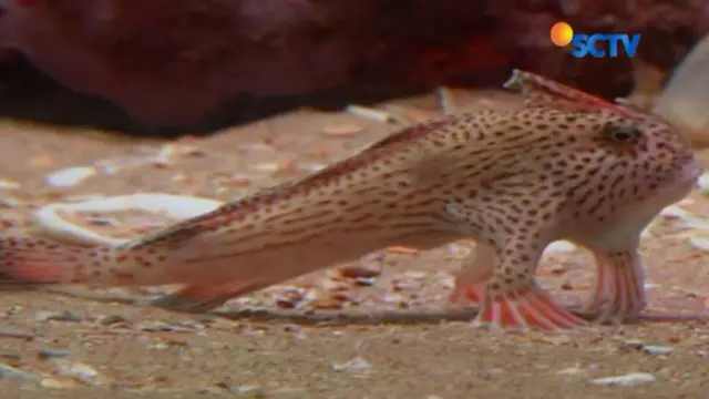 Red Handfish, Ikan Ini Bisa Berjalan di Dalam Air