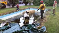 Seekor sapi tidak menyangka telah melangkah di atas kain kanvas penutup kolam renang. Karena berat tubuh sapi itu, kain kanvas itupun robek.