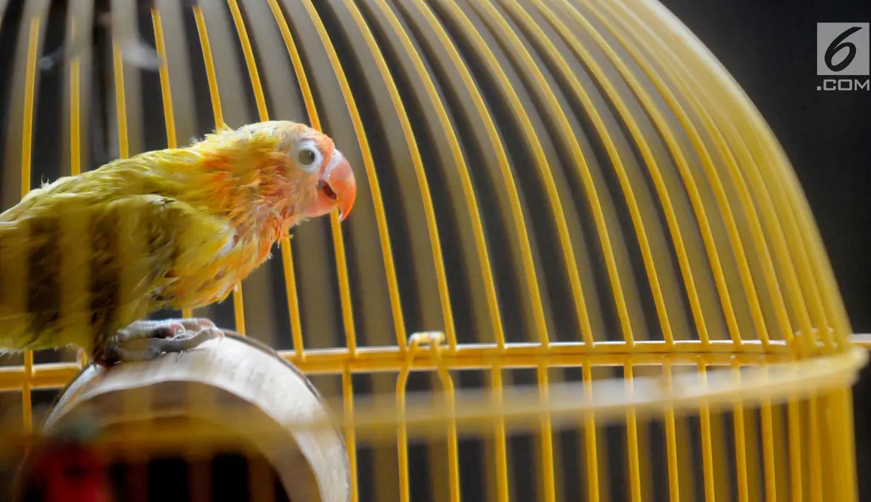 Anakan burung lovebird berusia satu bulan terlihat di dalam sangkar di tempat budidaya Perumahan Pondok Arum, Karawaci, Tangerang, Senin (4/2). Dalam sebulan burung ini mampu bertelur 10 hingga 60 telur tergantung kondisi cuaca. (Merdeka.com/Arie Basuki)
