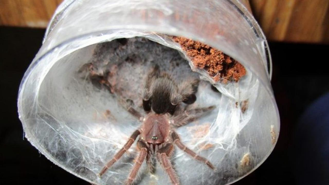 Gadis Bandung Ini Tinggal Serumah dengan 1500 Laba-Laba Besar