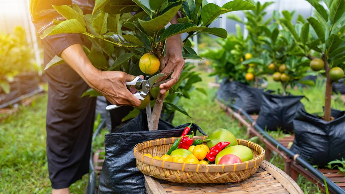 Cara Membuat Kebun Buah di Polybag dengan Irigasi Sederhana untuk Halaman Kecil