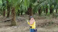 Ricca Susana (37) Pengepul Tandan Buah Segar (TBS) sawit asal Pangkalan Bun, Kalimantan Tengah.