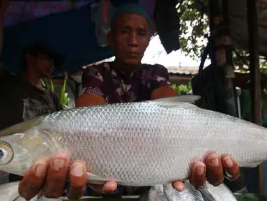 Pedagang memperlihatkan ikan bandeng di kawasan Rawabelong, Jakarta, Jumat (5/2/2016). Menjelang perayaan Imlek, para pedagang ikan bandeng mulai marak di Rawabelong. (Liputan6.com/Angga Yuniar)