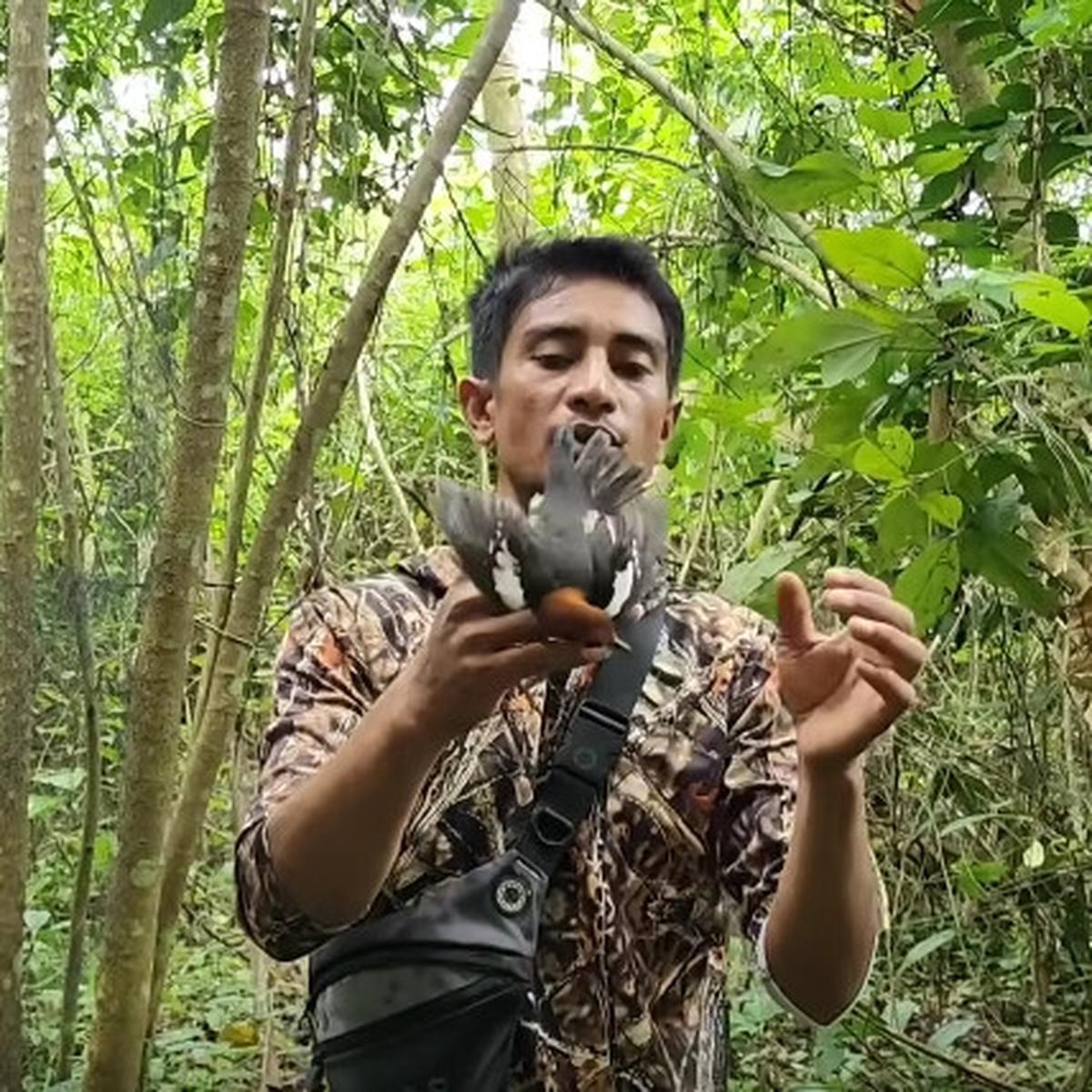 Canggih Pria Ini Tangkap Burung Anis Kembang yang Pernah Jadi Favorit Penghobi