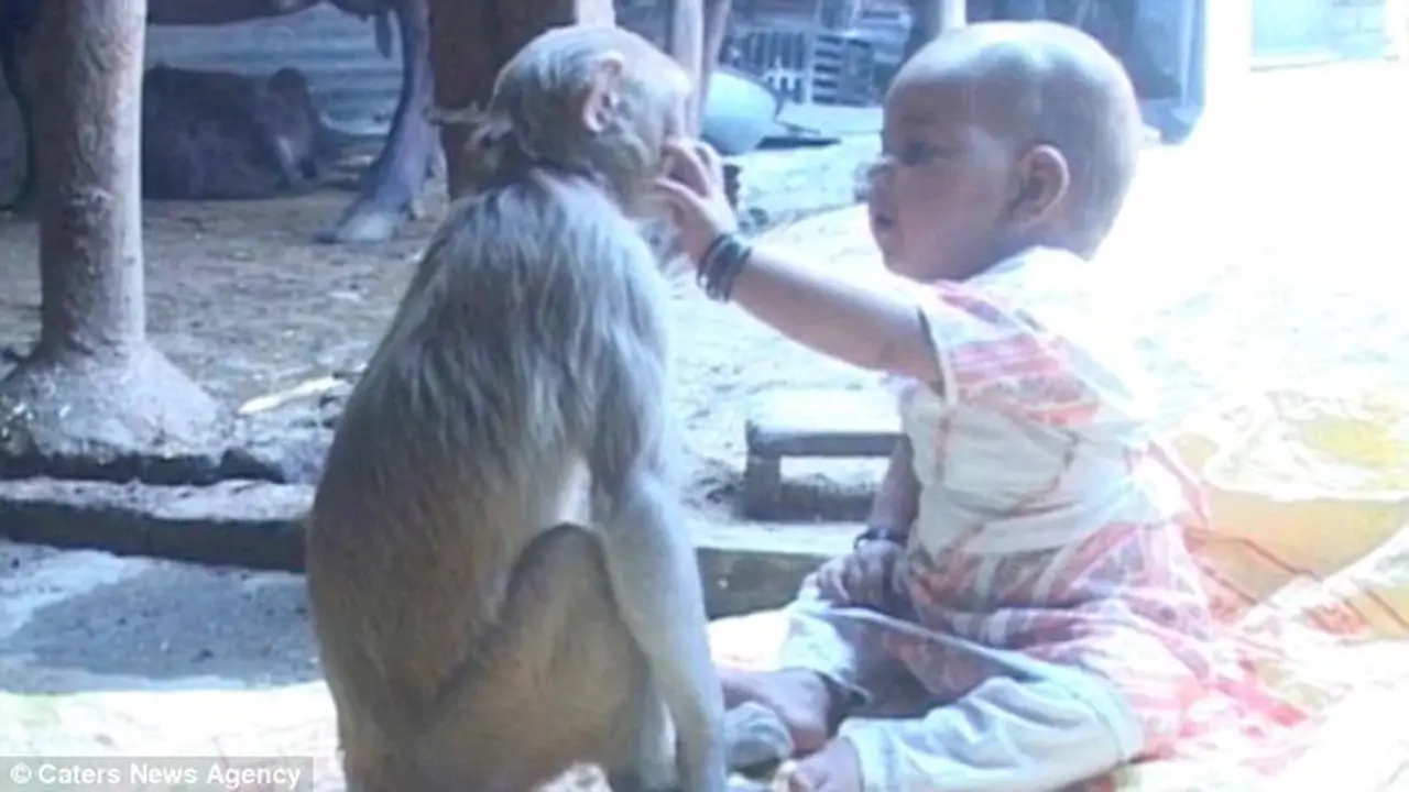 'Ibu' Monyet Asuh Bayi Hebohkan India