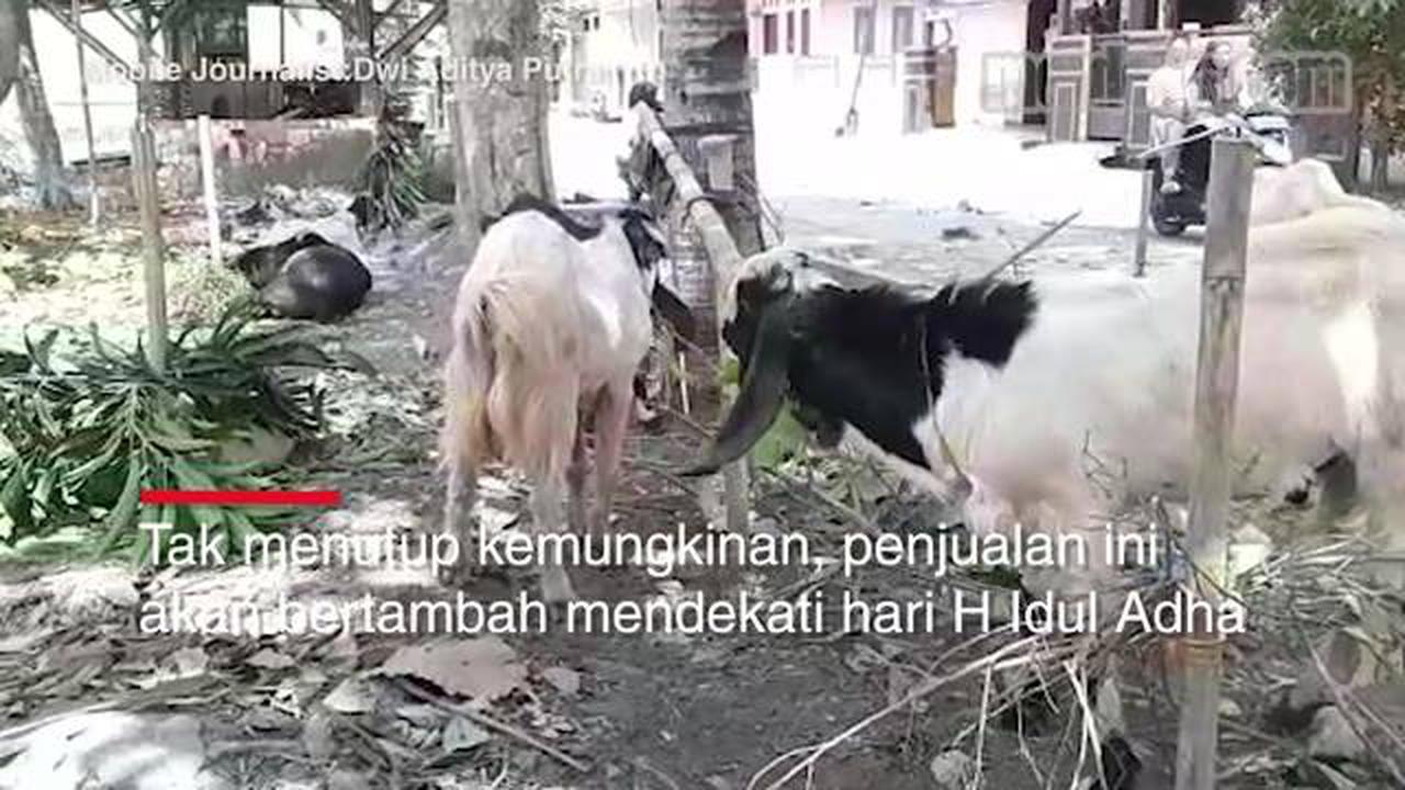 VIDEO: Pedagang Hewan Kurban Akui Ada Peningkatan Penjualan Tahun Ini