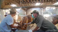 Proses vaksinasi terhadap hewan ternak sapi di Banyuwangi (Istimewa)