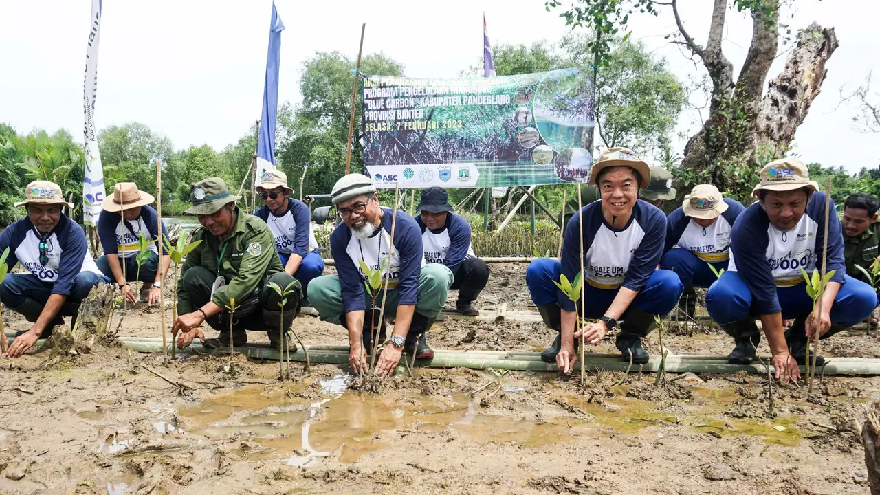 Mitigasi Bencana, KEHATI dan ASC Tanam 30.000 Bibit Mangrove