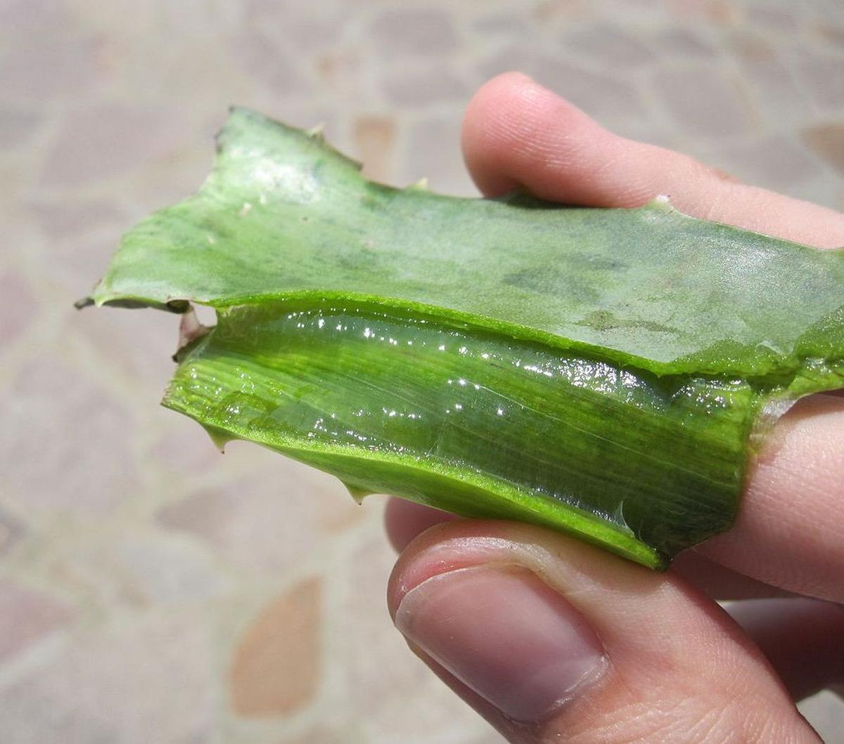 9. Rawat Kulit Kepala dengan Lidah Buaya<br>
