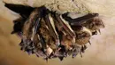 Sejumlah kelelawar sedang melakukan hibernasi di New Mammoth Cave, AS (16/12/2011). Sindrom hidung putih disebabkan oleh jamur yang menyebar di kalangan kelelawar sewaktu hewan itu tidur selama musim dingin. (AP Photo/Amy SB)