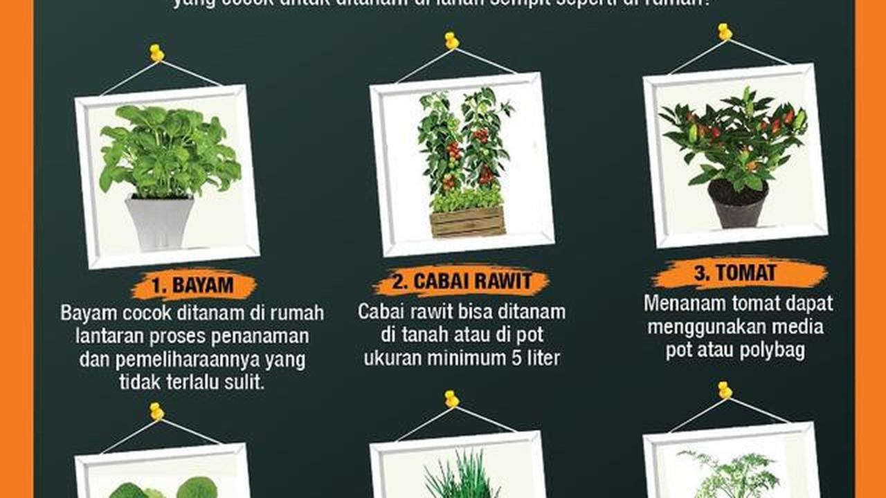 Infografis Tanaman Sayuran yang Cocok Ditanam di Lahan Sempit. (Liputan6.com/Triyasni)