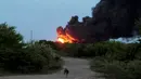 Seekor anjing mendekati area lokasi kebakaran di Puerto Sandino, Leon, Nikaragua, (18/8). Kobaran api tersebut berasal dari meledaknya tangki penyimpanan bahan bakar milik Puma Energy. (REUTERS/ Oswaldo Rivas)