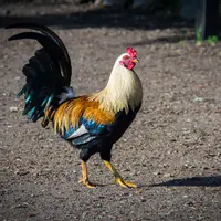 Ilustrasi Ayam Jago/https://unsplash.com/David Brooke