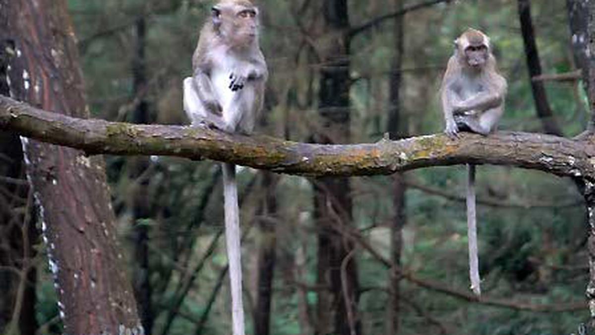 Alasan Pengunjung Dilarang Keluar dari Mobil di Taman Safari, Simak Bahaya dan Risikonya