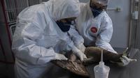 "Dua kasus virus influenza subtipe H5N1 terdeteksi pada burung liar dan seharusnya tidak memicu larangan impor produk unggas Brasil sesuai pedoman dari Organisasi Kesehatan Hewan Dunia (WOAH)," kata kementerian itu. (AP Photo/Bruna Prado)