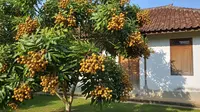Manfaat Daun Kelengkeng dan Cara Mengolahnya Secara Tradisional, Penting untuk Kesehatan Jantung dan Imun