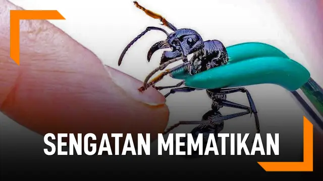 Sengatan serangga mematikan