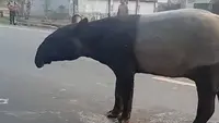 BKSDA Ungkap Alasan Tapir Muncul di Jalan Mesuji
