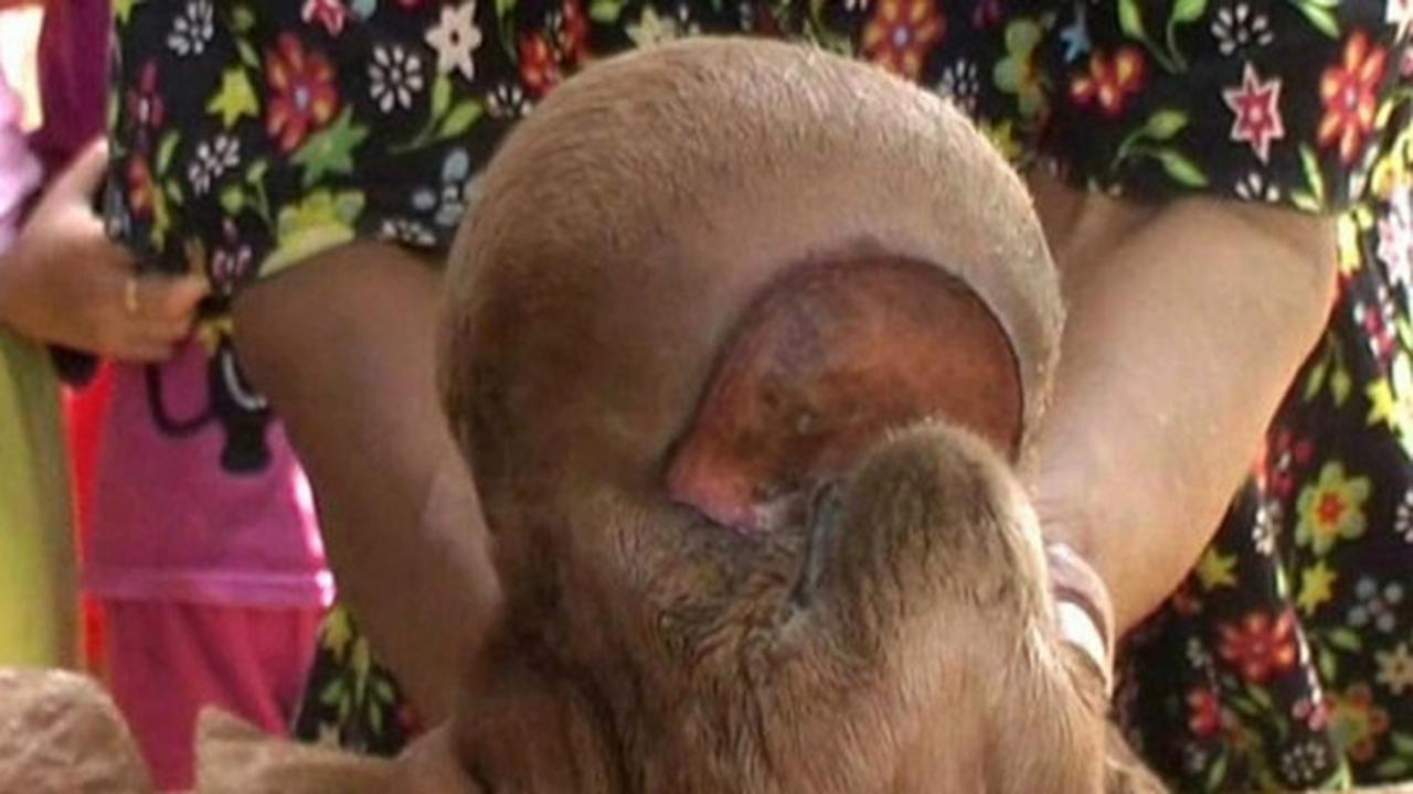 Penampakan anak kambing berkepala mirip kera gegerkan warga Batang