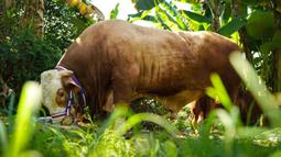 Tak tanggung-tanggung, salah satu sapi Raffi Ahmad dan Nagita Slavina punya berat mencapai 1,3 ton.&nbsp;(Instagram/raffinagita1717)