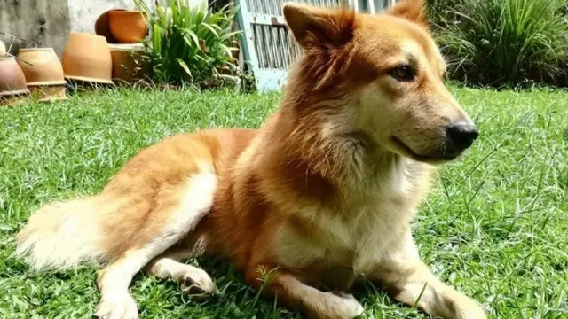 Kisah Haru Anjing Setia yang Mati Melawan Ular Berbisa untuk Lindungi Tuannya