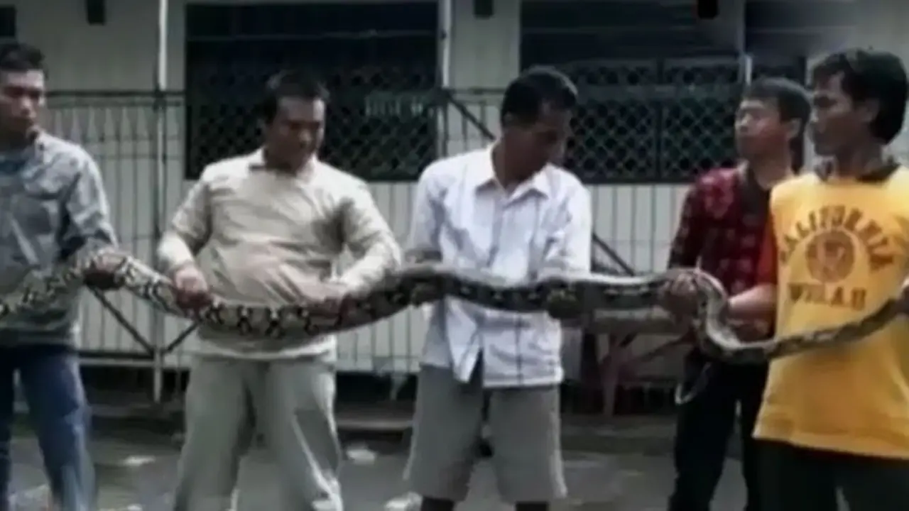 Banjir-Ular-Buaya