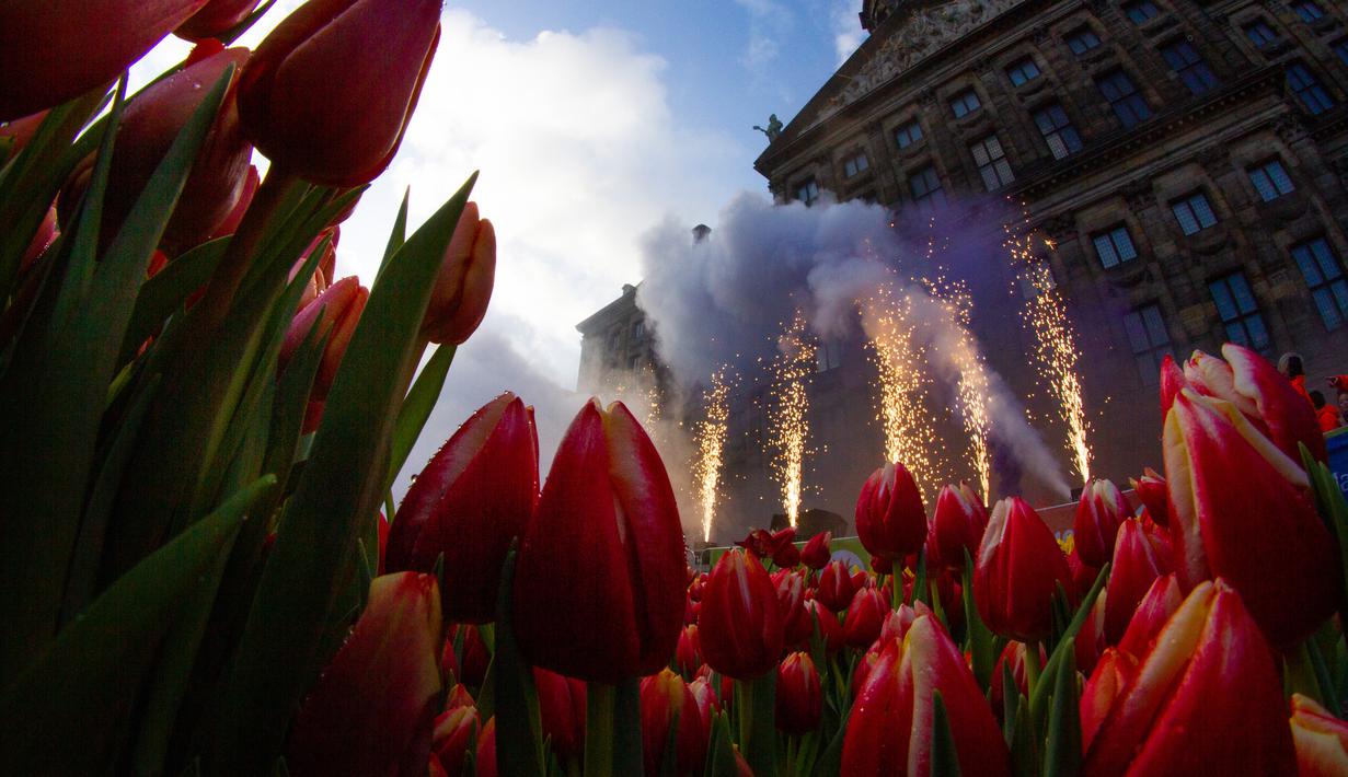 FOTO Warna warni Musim Mekar Bunga  Tulip di Amsterdam 