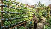 7 Cara Menyusun Botol Bekas Menjadi Dinding Tanaman Cantik dan Kebun Produktif