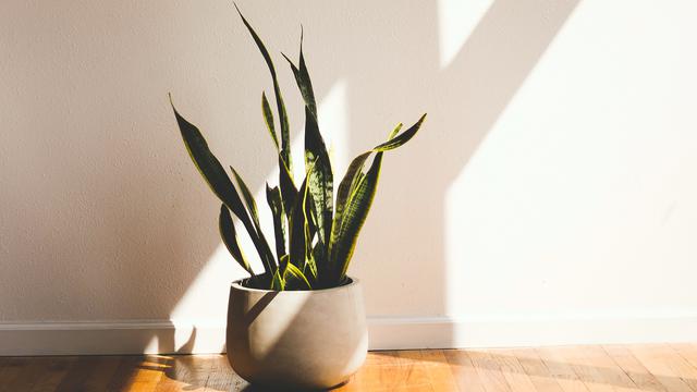 Tanaman lidah mertua