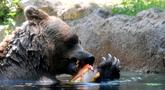 Seekor beruang menjilati es untuk mendinginkan diri selama gelombang panas di kebun binatang "Bioparco" di Roma, Italia (25/7). (AFP Photo/Tiziana Fabi)